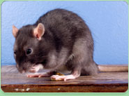 rat control Crosby